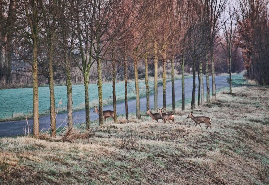 Unfall wegen Wildwechsel