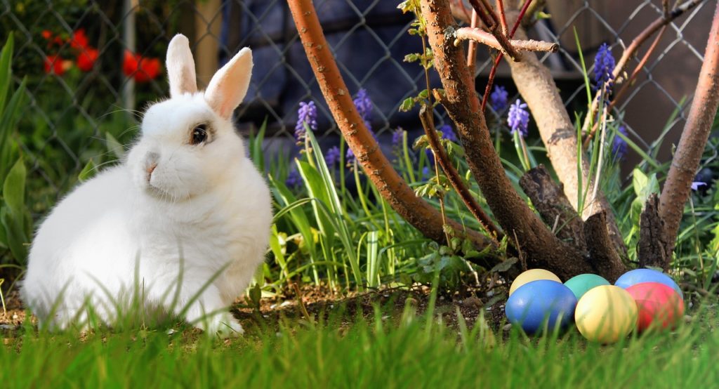 Osterhase (Quelle: Pixabay)