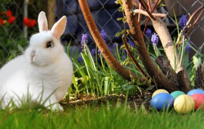 Osterhase (Quelle: Pixabay)