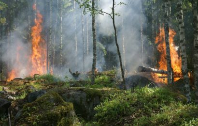 250 qm Wald in Bergham entzündet