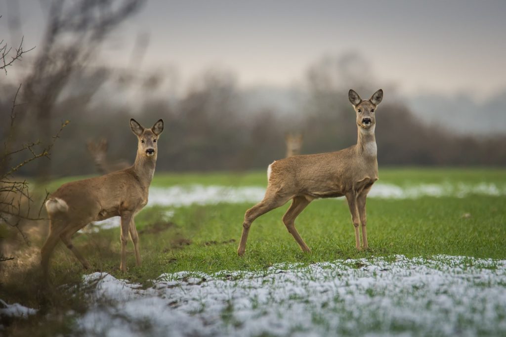 Rehe auf einer Lichtung (Symbolbild Pixabay)