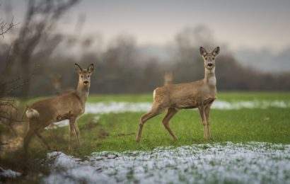 Jagdwilderei – zwei Rehe getötet