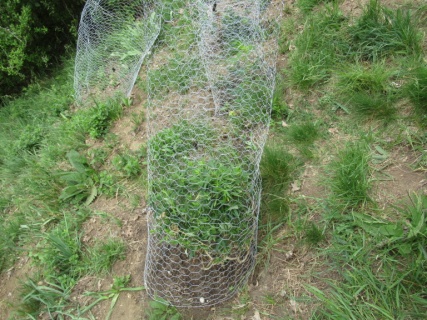 Marihuana-Plantage in Regensburg Foto: Polizei