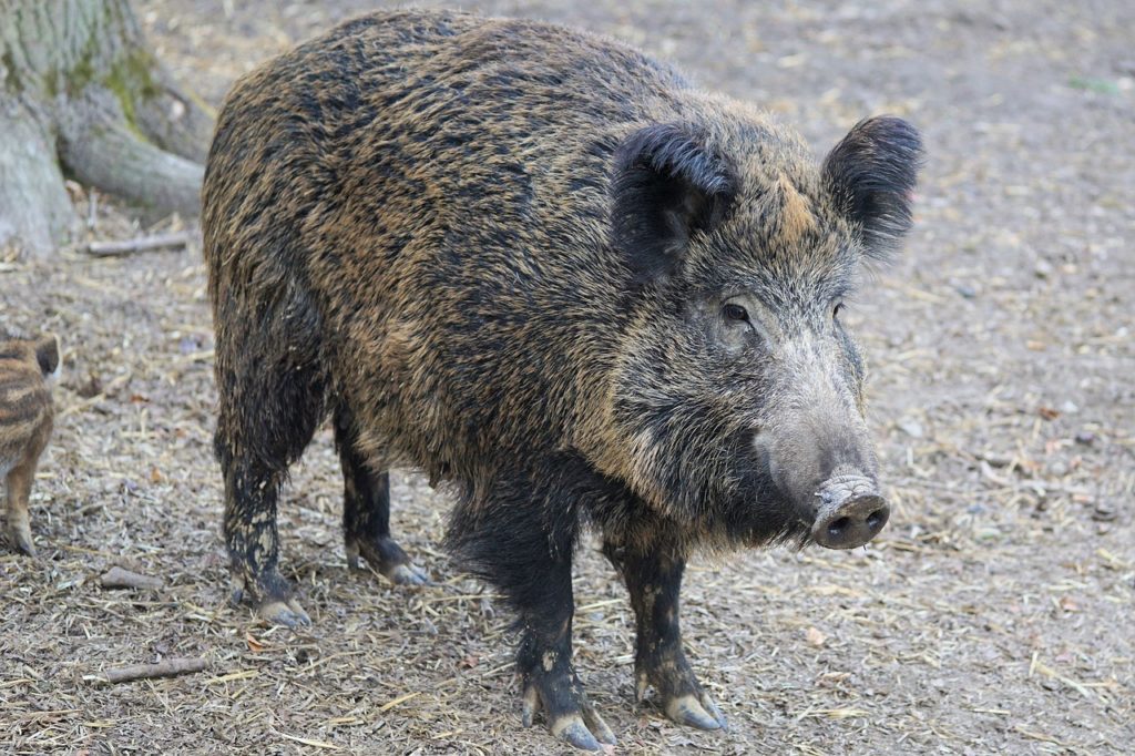 Wildschwein (Symbolbild Pixabay)