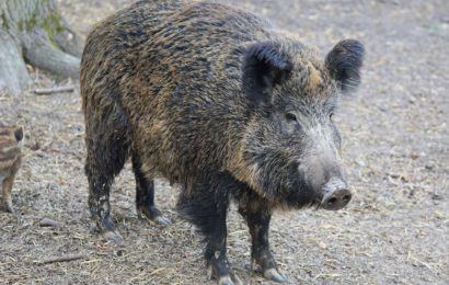 Wildschwein begeht Unfallflucht