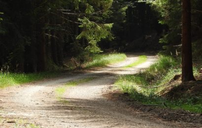 Rasenschnitt im Wald entsorgt