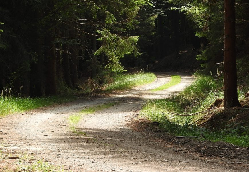 Rasenschnitt im Wald entsorgt