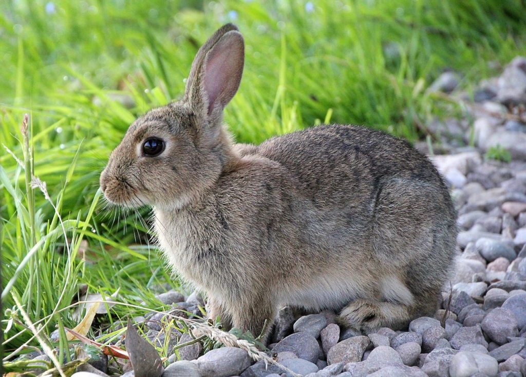 Der Hase war  mit einem Luftgewehr zweimal angeschossen, hatte beide Vorderläufe gebrochen  und im Nacken eine starke Verbrennung. (Symbolbild Pixabay)