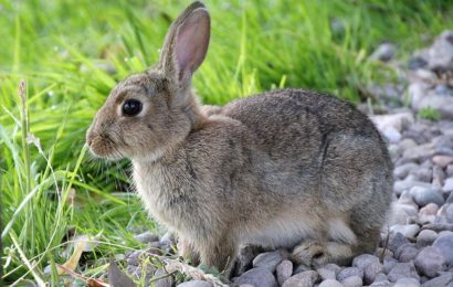 Entlaufener Hase im Bereich Chammünster