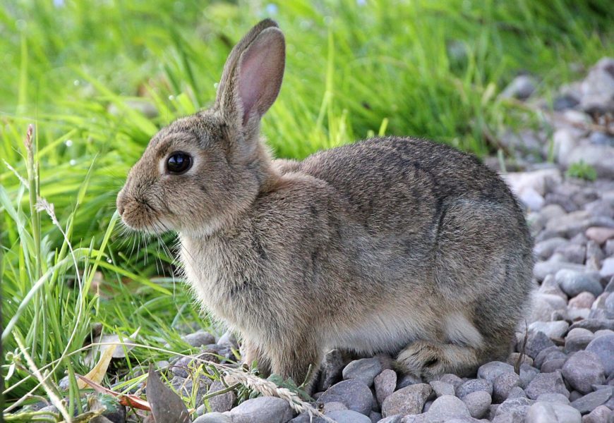 Hase verursacht Sachschaden