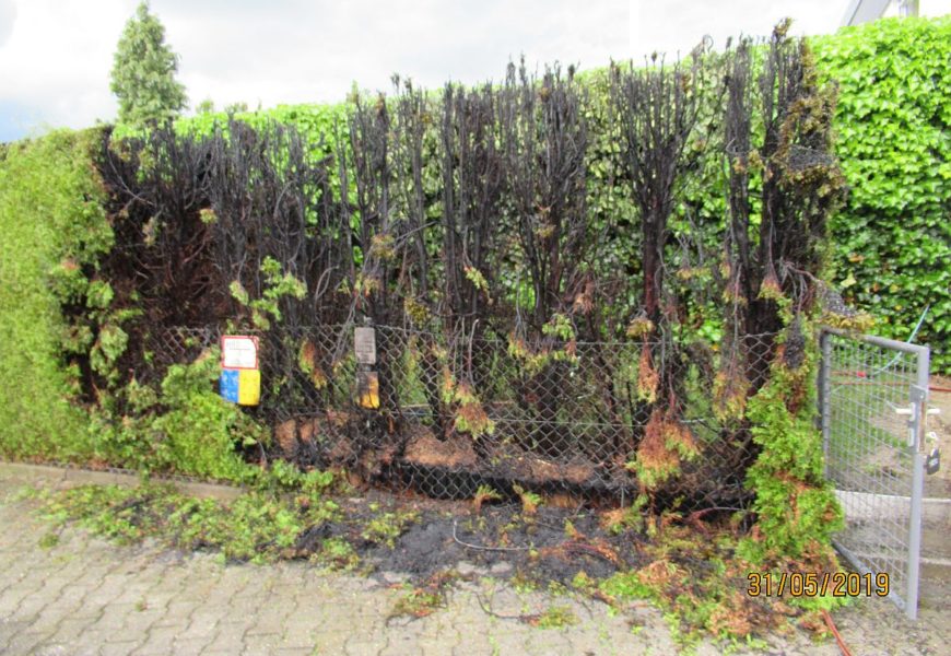 Hecke abgefackelt