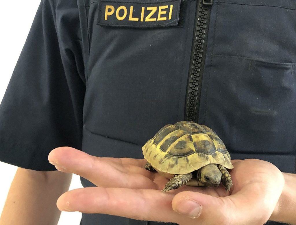 Aufgefundene Babyschildkröte Foto: Polizei