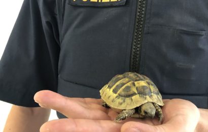 Babyschildkröte gefunden