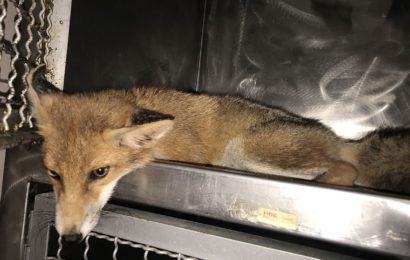 Fuchswelpe angefahren, durch Tierschutzverein und ärztliche Behandlung auf dem Weg der Besserung