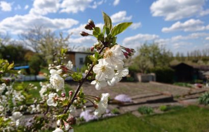 Sachbeschädigung in Auerbacher Schrebergarten