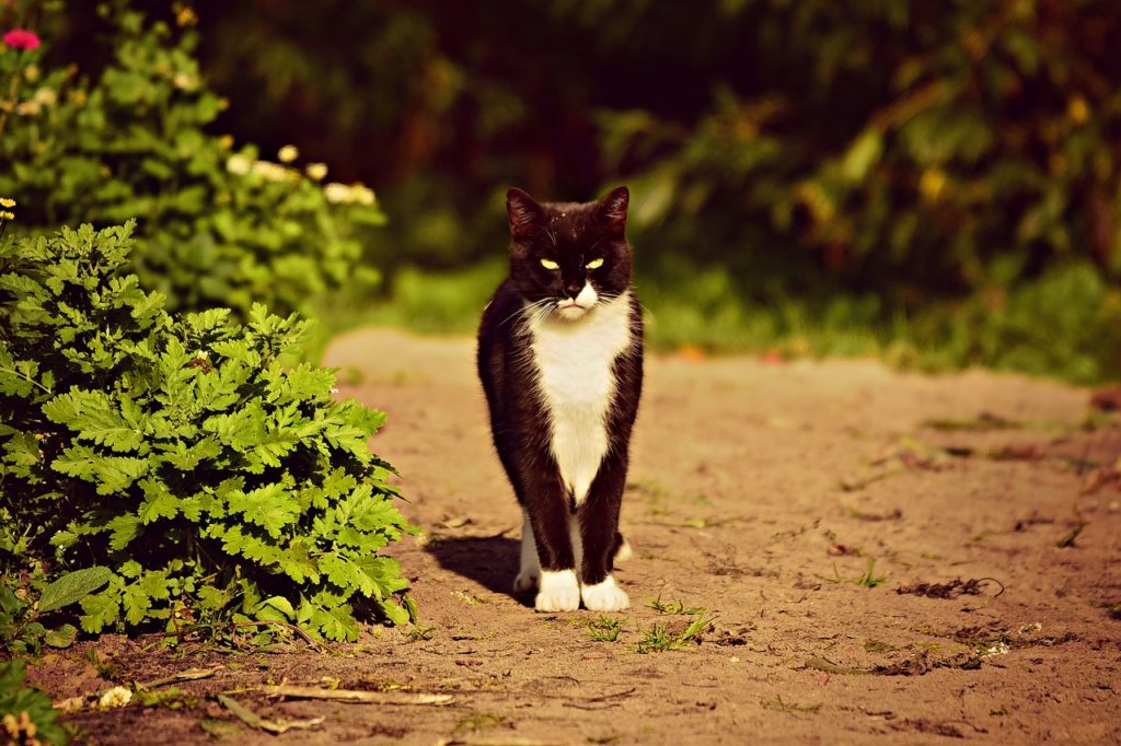 Symbolbild Katze (Quelle: Pixabay)