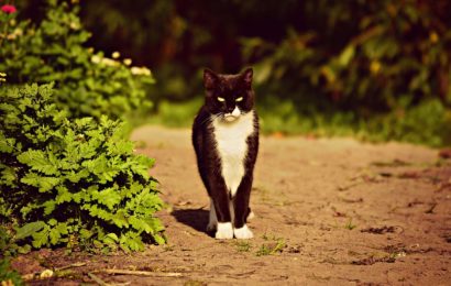 Katze das Leben gerettet