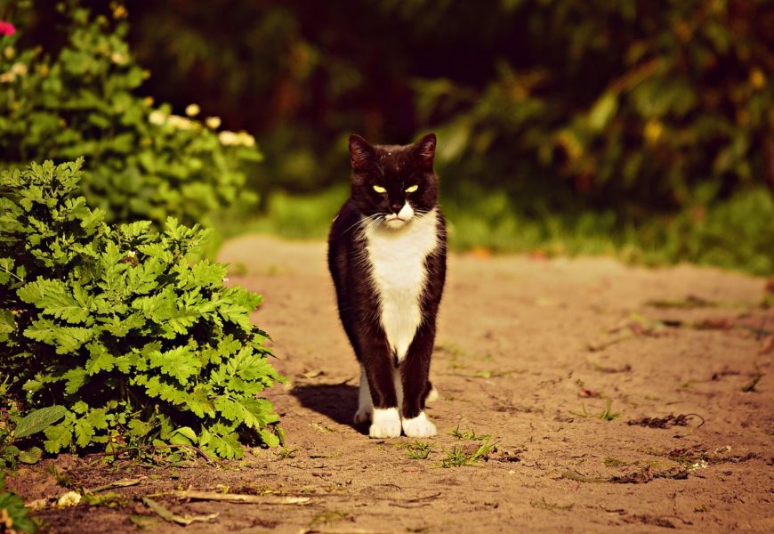 Vermeintlich Katze aus einem fahrenden Fahrzeug geworfen
