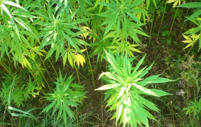 Bei anderweitigem Einsatz Cannabis-Pflanzen in Schwandorf aufgefunden