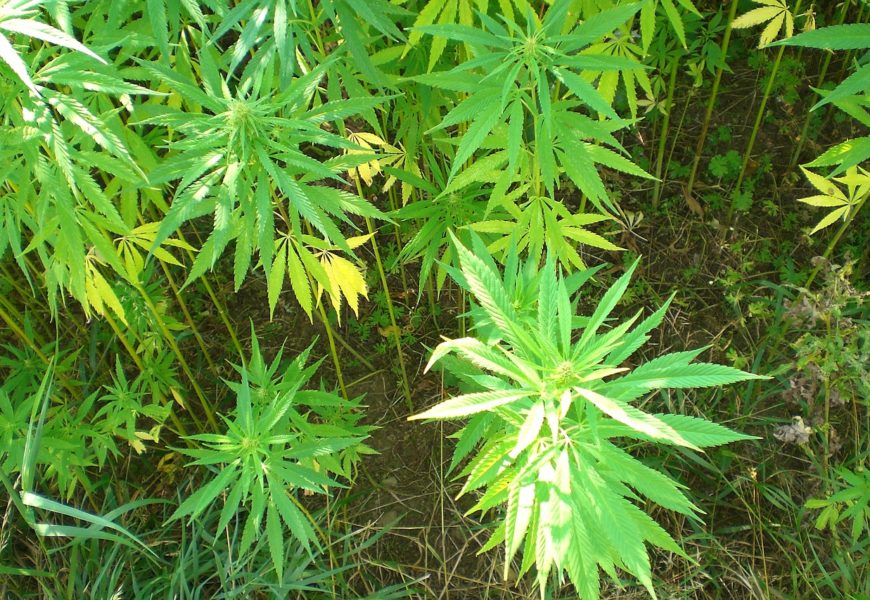 Wohnungsdurchsuchung in Weiden bestätigte Hinweise auf illegale Herstellung und Handel von Cannabis