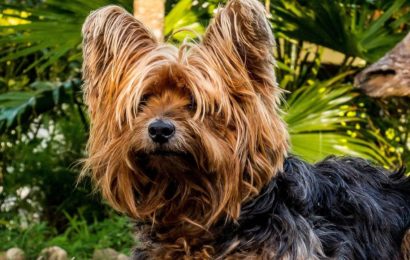 Hund im heißen Auto zurückgelassen