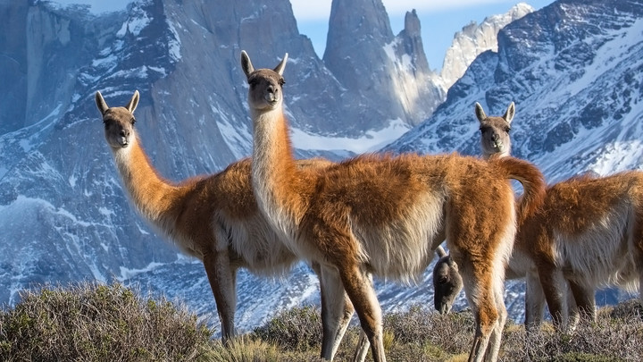 Guanakos, Peru Copyright: ZDF/Chadden Hunter