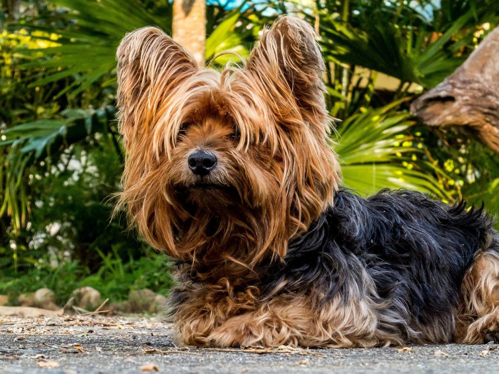 Symbolbild Yorkshire Terrier