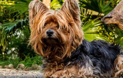 Tiere nicht artgerecht gehalten – Polizei holt 32 Geschöpfe aus dem Haus