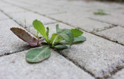 Heiße Gartenarbeit…