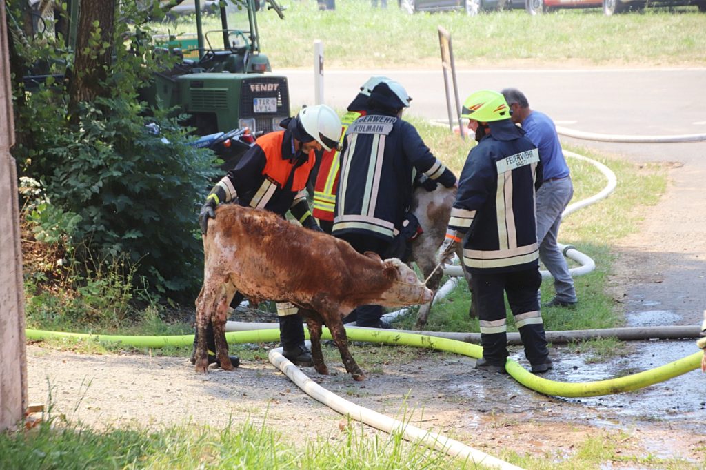 Rettung eines Jungtieres Foto: Jürgen Masching