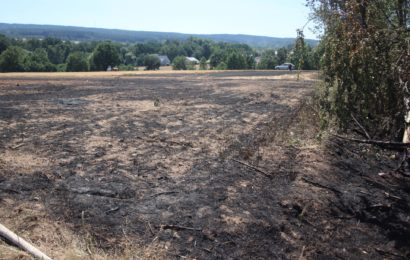 Feldbrand – schnelles Eingreifen verhindert Übergreifen des Brandes auf Wald