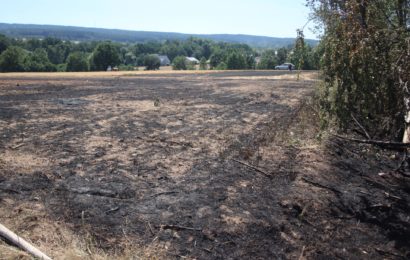 Feldbrand greift auf Wald und Scheune über