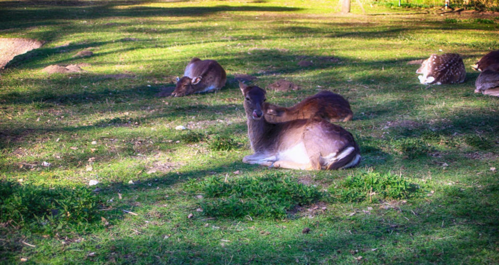 Symbolbild Rehe Foto: Pressedienst Wagner