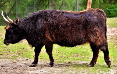 Stier tötet zwei Menschen auf einer Weide in Gleißenberg