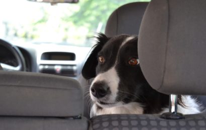 Hund aus Fahrzeug befreit