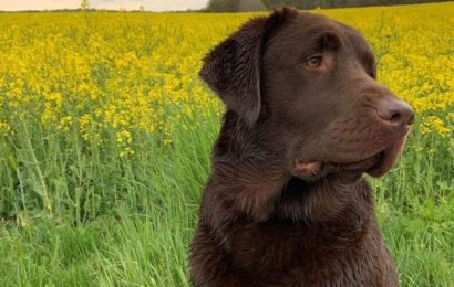 Ausgelegte Giftköder gefressen – Labradorhündin konnte gerettet werden