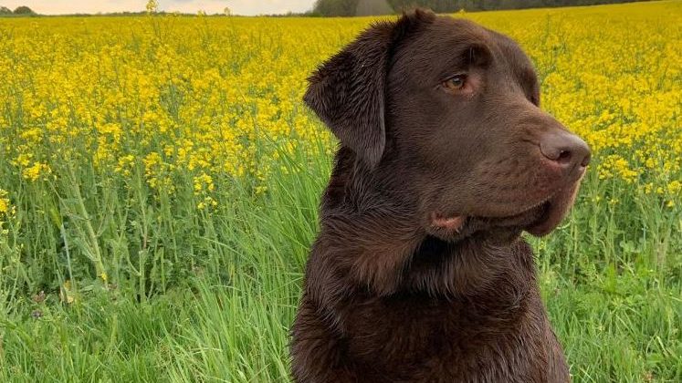 Ausgelegte Giftköder gefressen – Labradorhündin konnte gerettet werden
