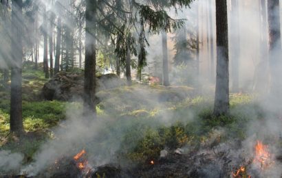 Waldbrand bei Friedenfels