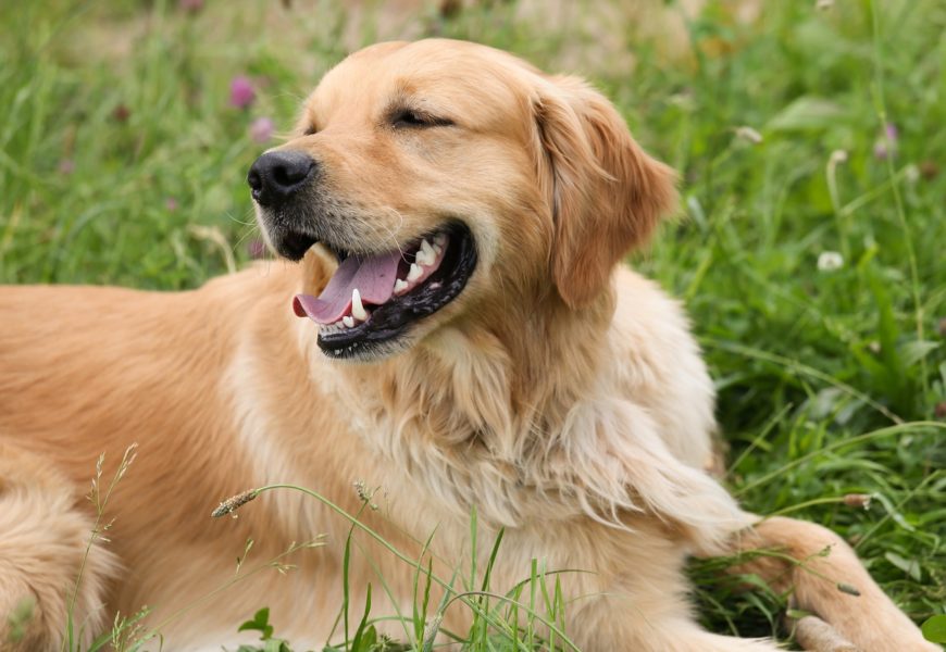 Herrenloser Hund aufgefunden