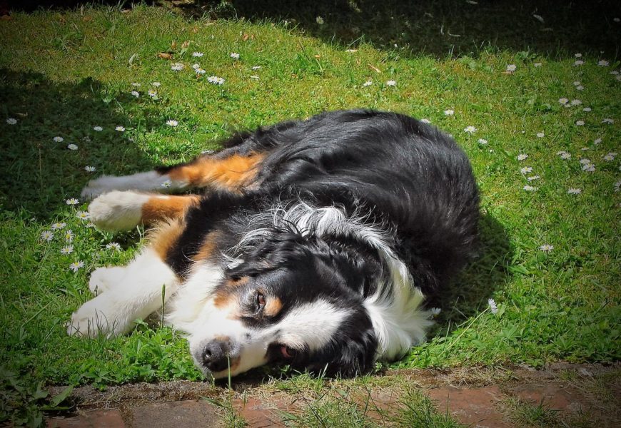 Hund leblos auf der A3 festgestellt