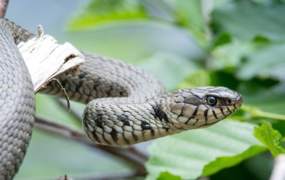 Ringelnatter erschreckt eine Hausbewohnerin im Treppenhaus