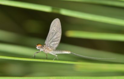 Eintagsfliegen bringen Kradfahrer zu Fall