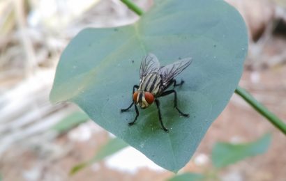 Fliege verscheucht und im Graben gelandet