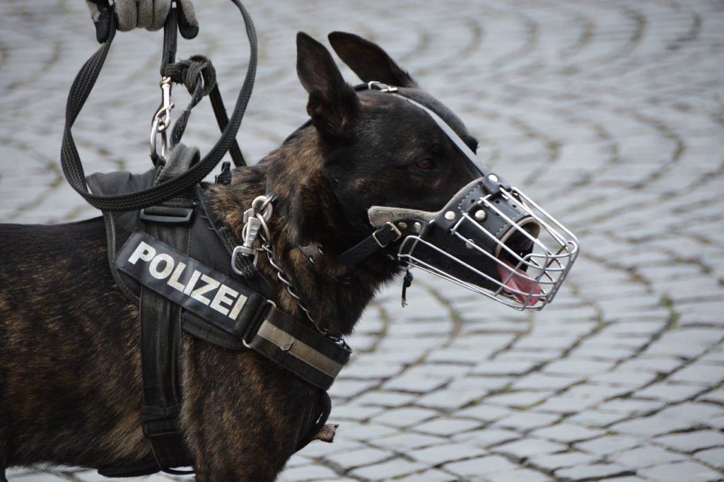 Synbolbild: Polizeihund