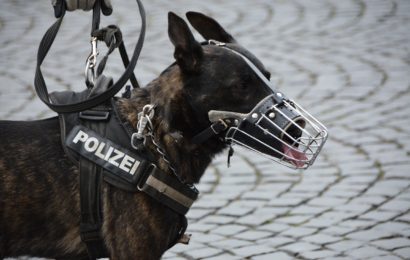 Synbolbild: Polizeihund