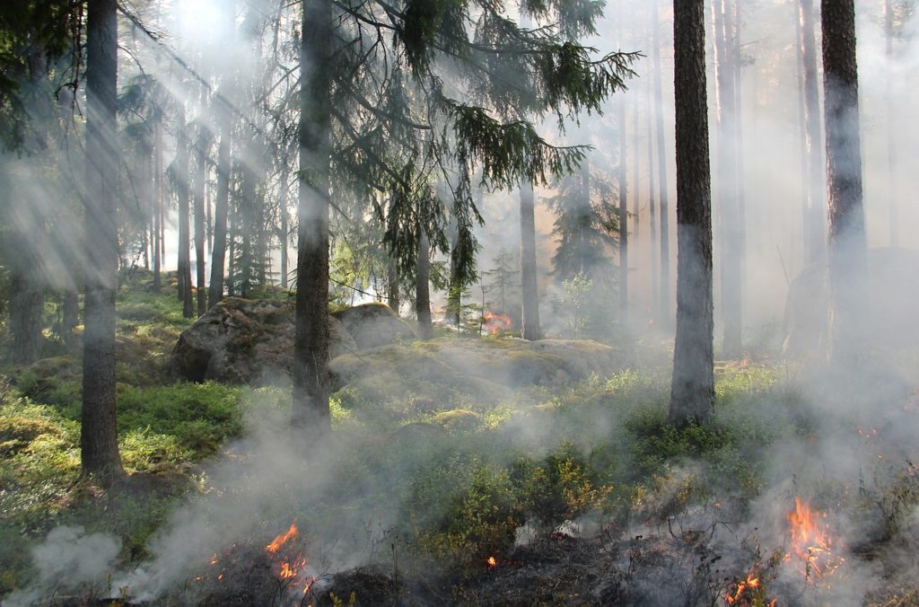 Symbolbild: Waldbrand