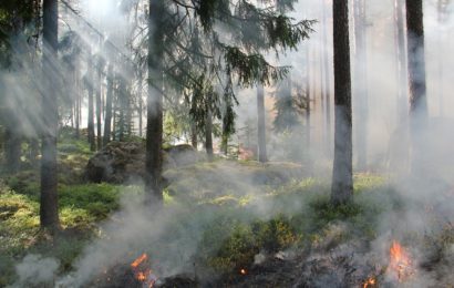 Brand eines kleinen Waldstücks