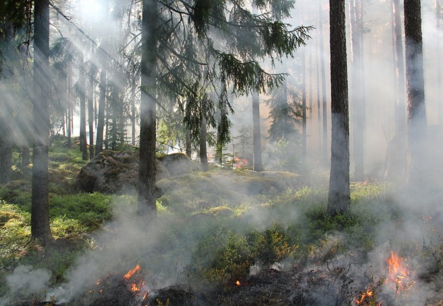 Brand in einem Waldstück