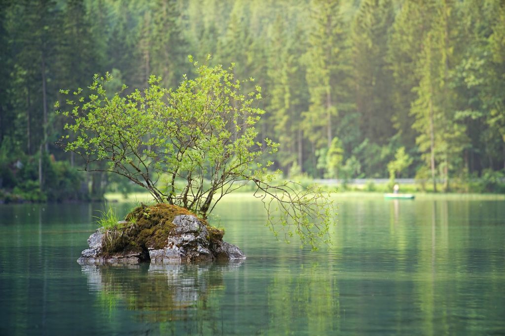 Symbolbild: Bäumchen am See
