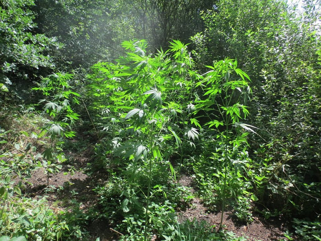 Illegale Cannabisplantage im Wald Foto: Polizei